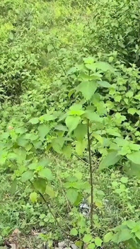 Pasierbica i ojczym seks na autostradzie roadside forest, powrót z macochy do domu