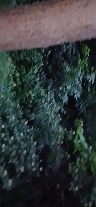 Mi ha bloccata contro un albero nel parco e mangiami avidamente la figa