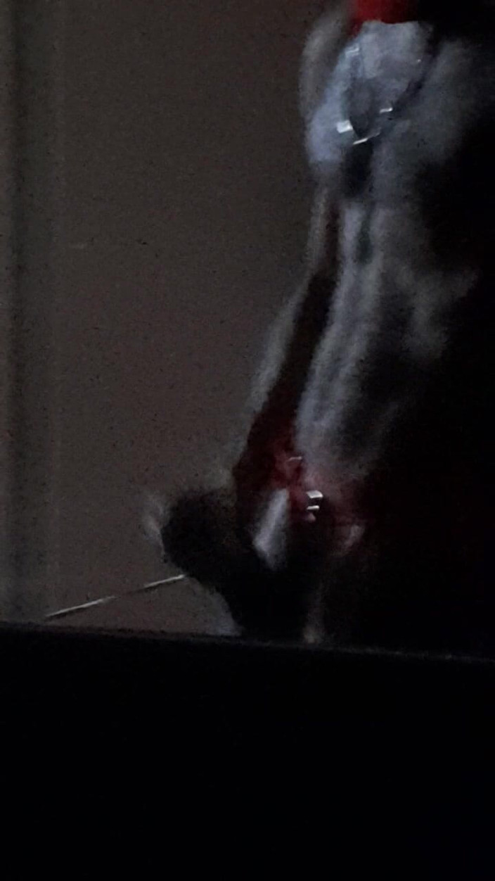 Dorian DomTop: Nadržená vánoční deer začala masturbovat