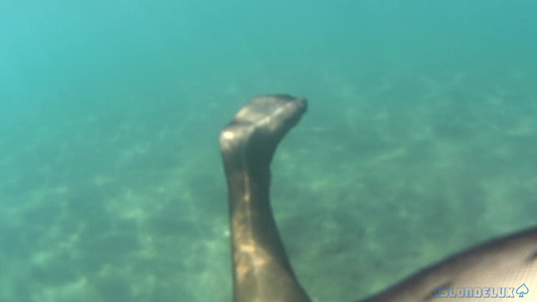 Nylondelux: Black Stocking in the Sea