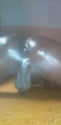 GuardaMi strizzarmi e sditalinarmi il culo spalancata. Ho bisogno di un grosso cazzo nel culo