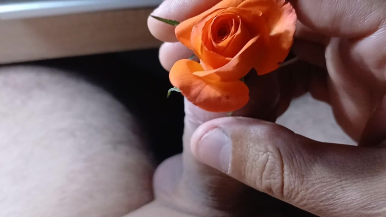 AlexCat: Wild Rose so Beautiful.