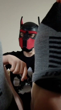 Playful Pup Tease Tickles Crotch Close