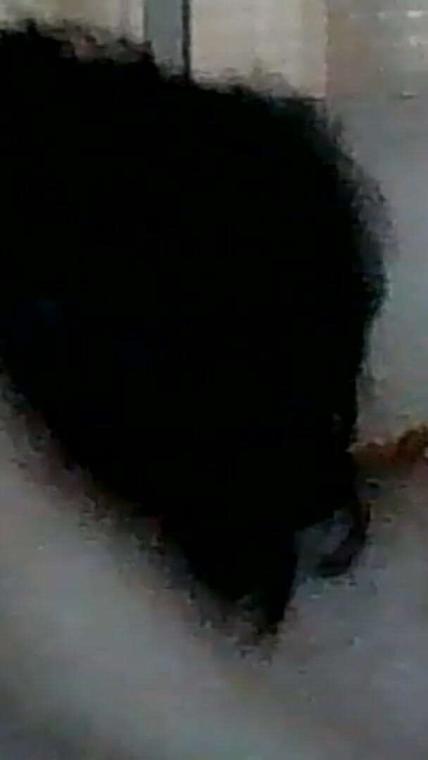 Jcespana: My Little Slut Blowjob
