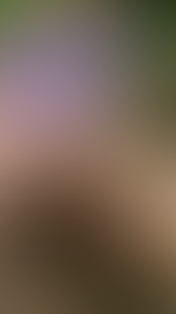 A Nice Bench Along the Round Top / Tantalus Drive