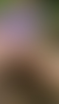 A Nice Bench Along the Round Top / Tantalus Drive