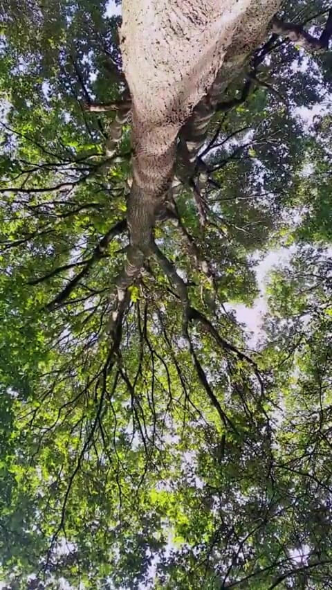 Slutboyben: Slutboyben Cam4 セクシー露出狂 豚 メガ ホット ファン