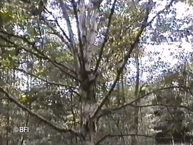 House of lords and mistresses in the spanking zone: Outdoor punishing lesson in the forest