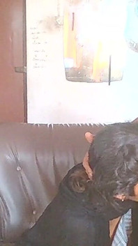 Hijab Lady Works at My Home Office Sucks Well