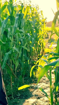 Nun Kylie's Fun in the Corn