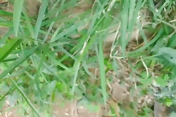 Gangbang straight: Indický chlapec amatérský chcaní