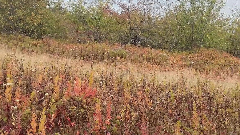 sweethanajapanese: Tiram air di Kebun Apel