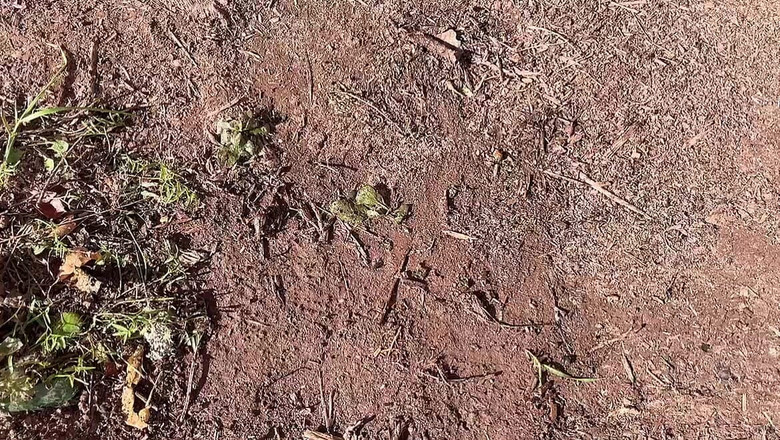 sweethanajapanese: 来自青少年哈娜毛茸茸的小阴户的大雨地上的特殊视频是这个