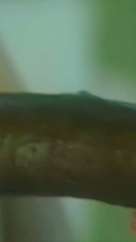 Moana Se Mete Una Bonita Polla Negra En Su Peluda Coño