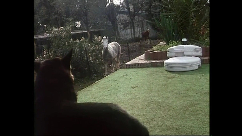 FM Video VOD: Jessika rizzo 3 phim trong 1