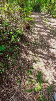 Sexo com uma turista em uma trilha florestal