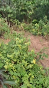 Cute Latina Girl Flashes Her Tits and Ass Outdoors