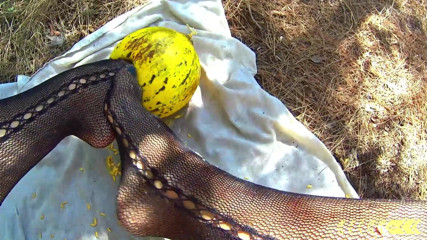 Nylondelux: Melon scopa nella foresta