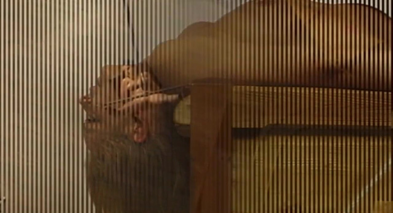 Absolute BDSM films - The original: Zobacz, jak zdominowałem tę cipkę