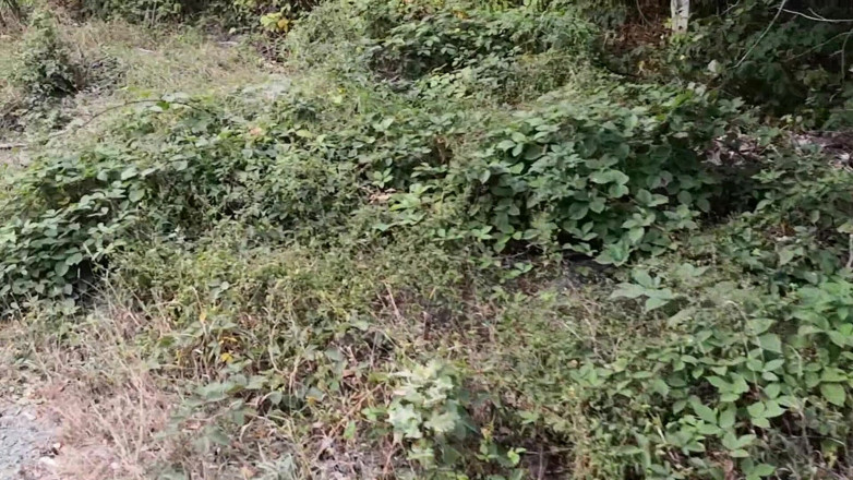 Bouncy Tits Action: Punishment walk - masukin bra dan celana dalamnya ke hutan