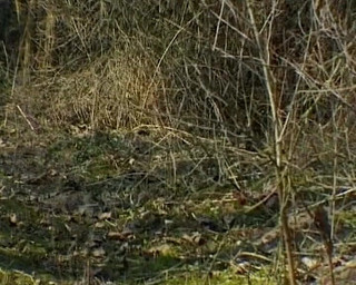 German's Fetish: 来自德国的监狱官员和囚犯玩得很开心