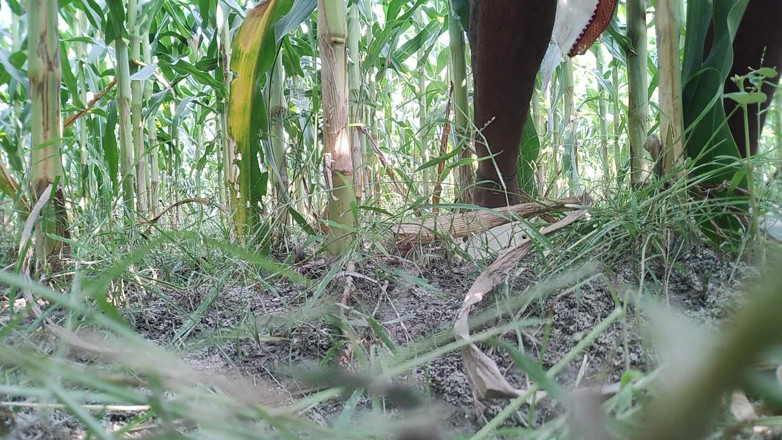 DesiDarkArt: De dorpsjongen ging naar het korenveld en sloeg hem hard