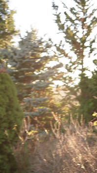 The Forest Sees Me Naked, Only Towel Keeps the Secret