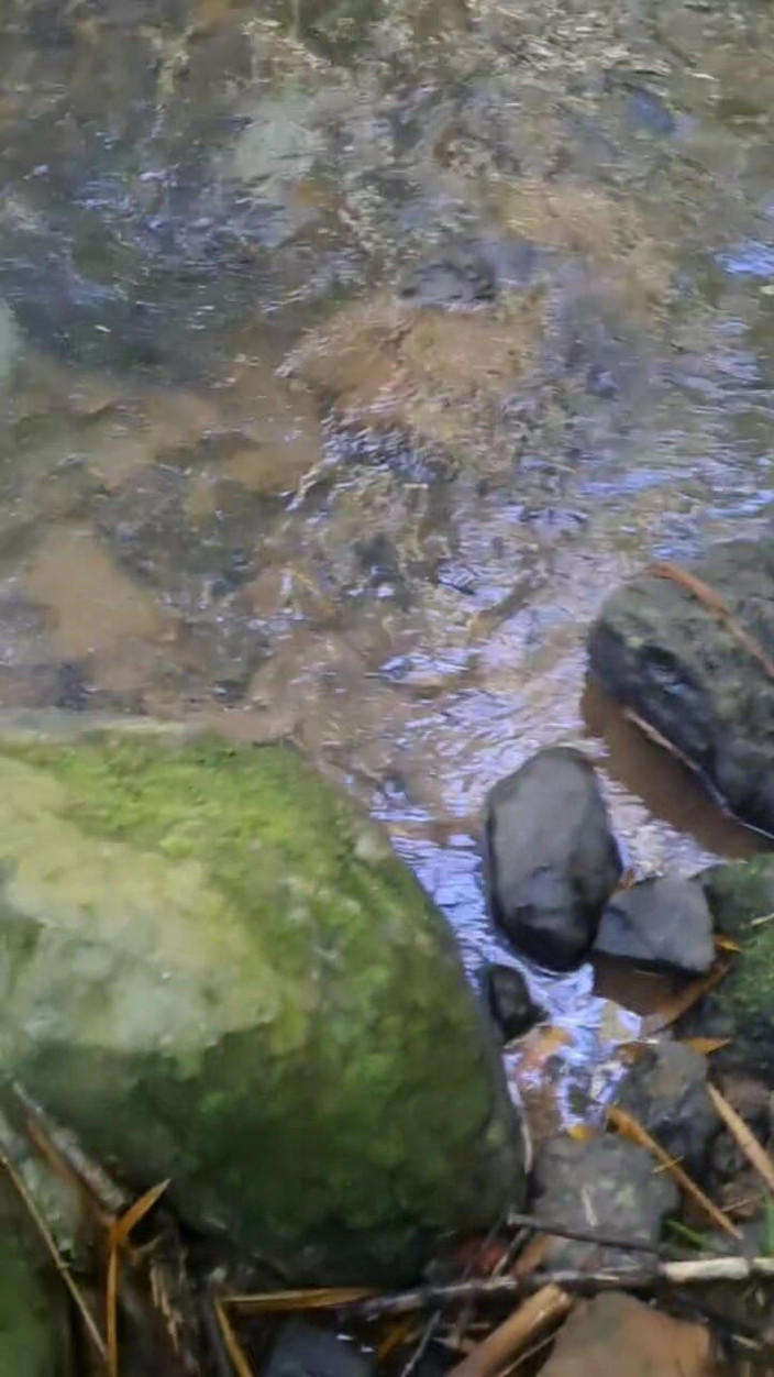 Valera Toro: Eksplozja gorącej spermy w lesie