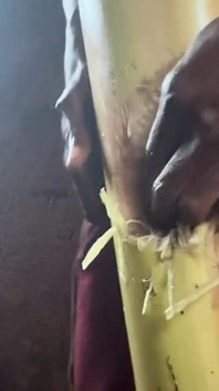 Meilleure amatrice de cumin se fait baiser dans un plantain