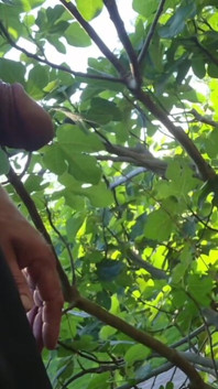 Outdoor Piss