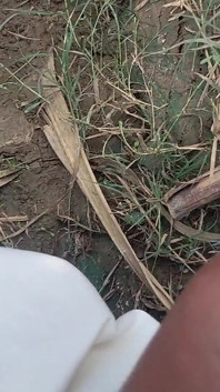 Desi Mahol