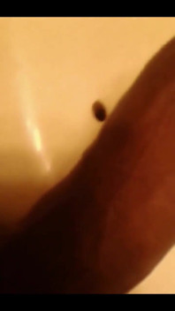 Black Cock Shots