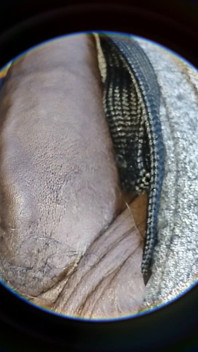 Soft Uncut Black Big Dick Slow Mo