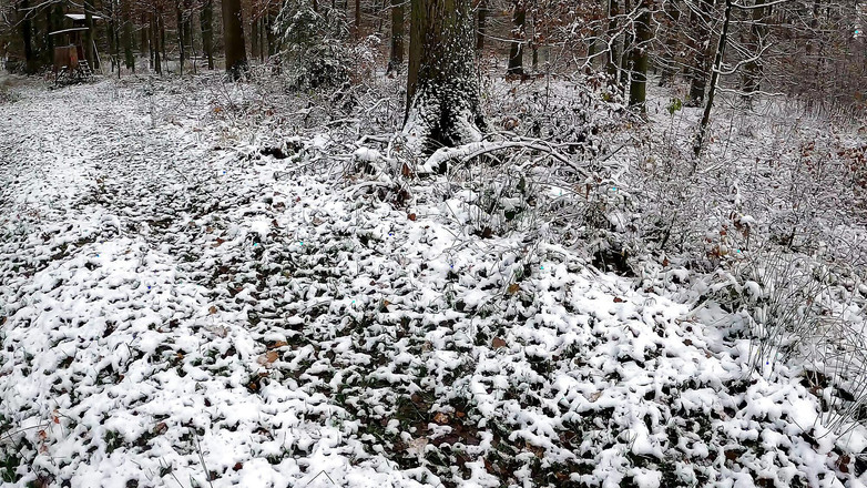 Bouncy Tits Action: 성 니콜라스의 날을 맞아 벨이 울려