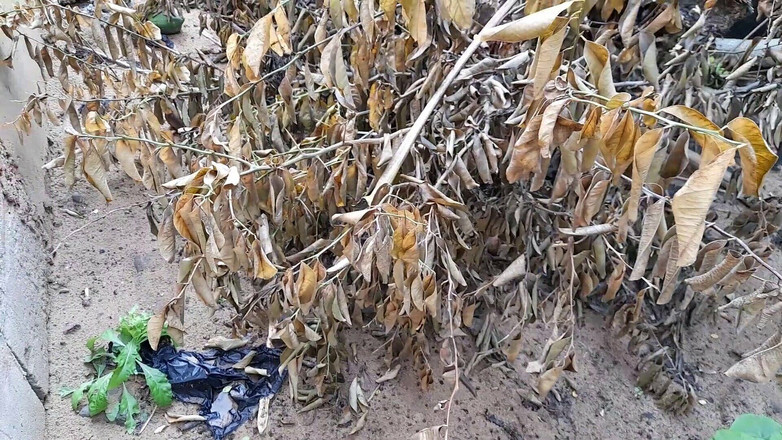 Bumba: Xixi duro xixi duro bem duro