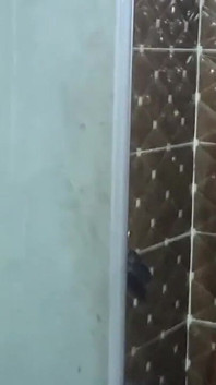 Red Bathroom to Room Cucumber Fuck