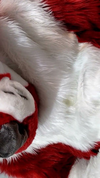 Furry in Full-body Fursuit Pisses on You, Then Cums Over Himself