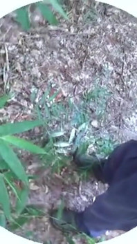 En el bosque