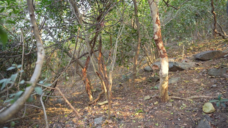 JAYESH GUPTA: Osamělá dívka v džungli má sex