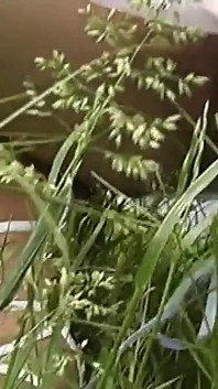 Pengen nonton - bagian 03