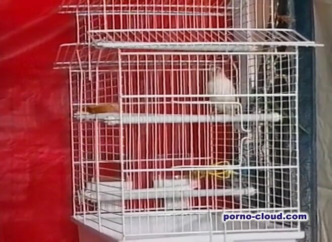 Porno Cloud: Tajemství Arabky - DVD