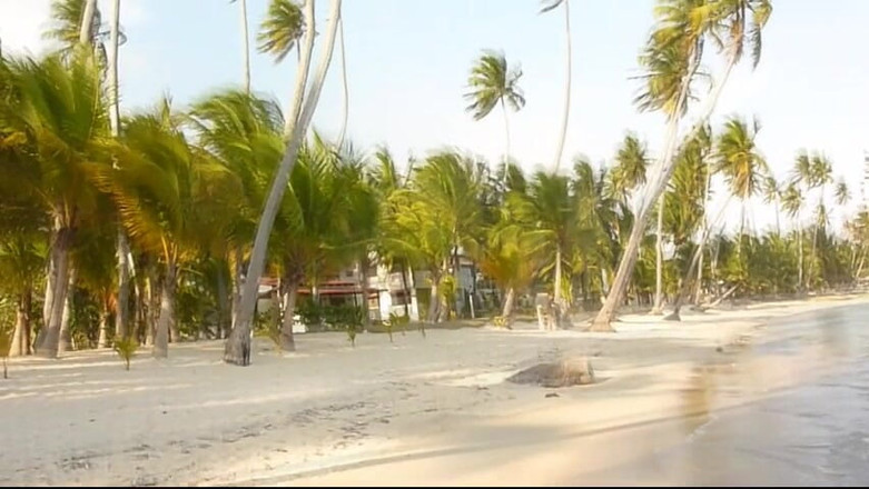 Watch4beauty: Di bawah pohon palem