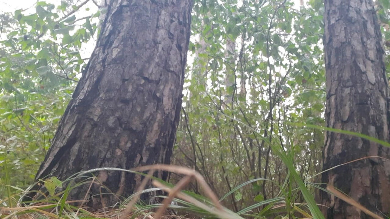 Lesbian-illusion: 私たちは雨から木の下に隠れて、暖かく保つためにセックスをしました-レズビアン幻想