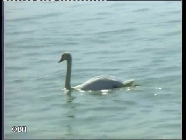 Seks Obsesion: DVD-babes op de boot genieten van anale en dubbele penetratie...