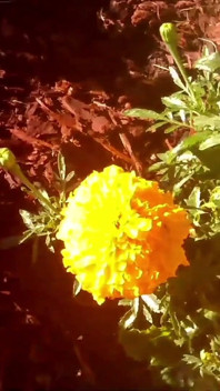 Modern Day Flower Girl Starring Kayla Kandy