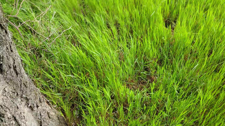 Bayer911: Torta dalla quercia