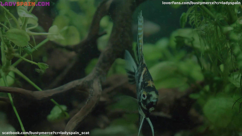 Lady Spain: Merce Palau, MILF à forte poitrine, s’assoit sur la bite de...