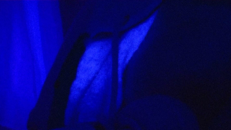 Roxxie rae page: Ohne titel Dot Vhs