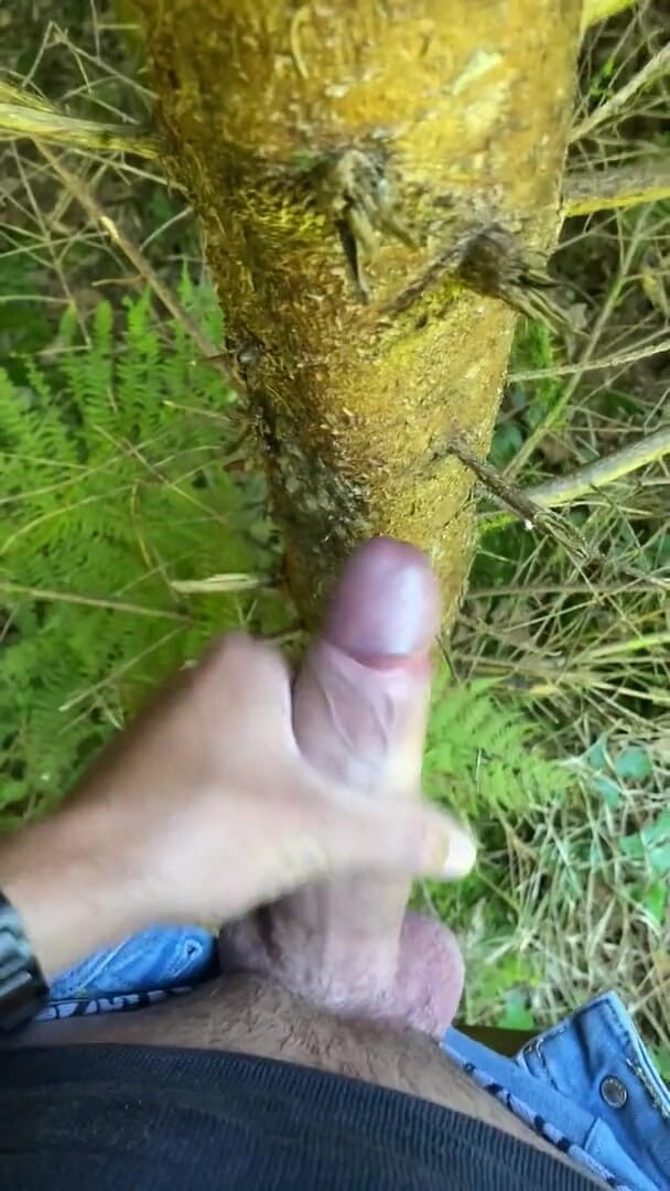 Zaharia: Forest wanki 2