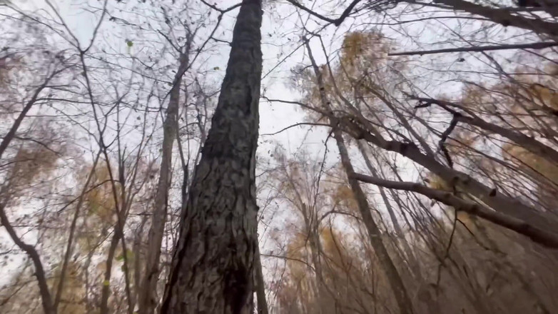Aleks Sam: Leśny Przygodowy Styl Na Pieska: Cipka Otwarta, Potrząsające Tyłkiem W...
